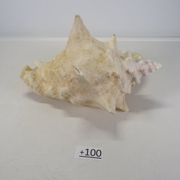 Large Real Conch Sea Shell 10" x 9.5" wide 6.5" tall - Picture 5 of 8